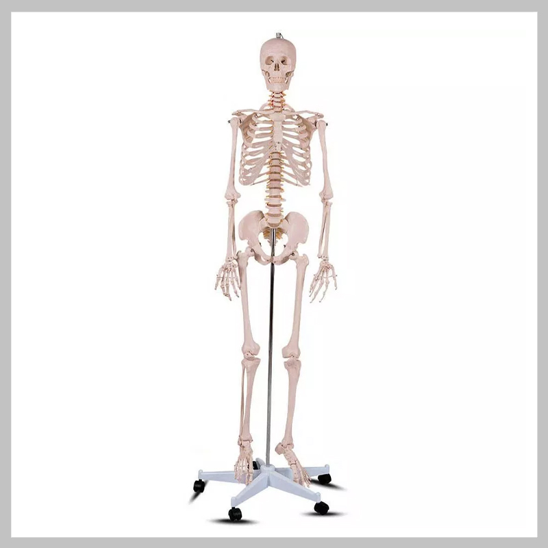 Anatómiai csontváz modell állvánnyal HOP1001167